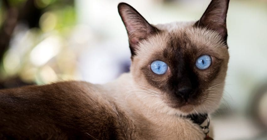 Siamese cat with bright blue eyes