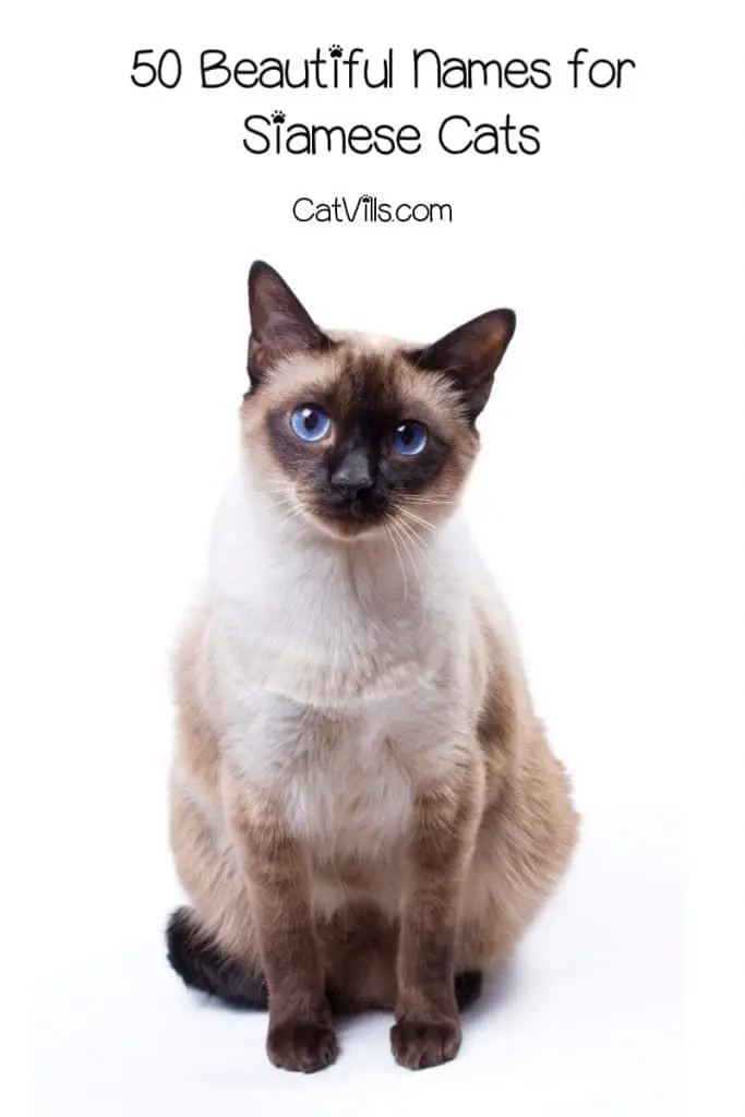 If you're searching for some of the most beautiful Siamese cat names, stick around! We're sharing our top 50 favorites! Take a look!