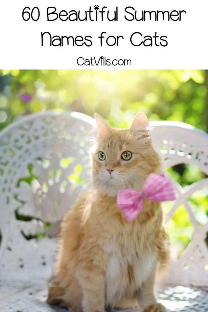 These 60 summer cat names will definitely give you all the warm and fuzzy feels! Check them out and find your new kitten's perfect moniker!