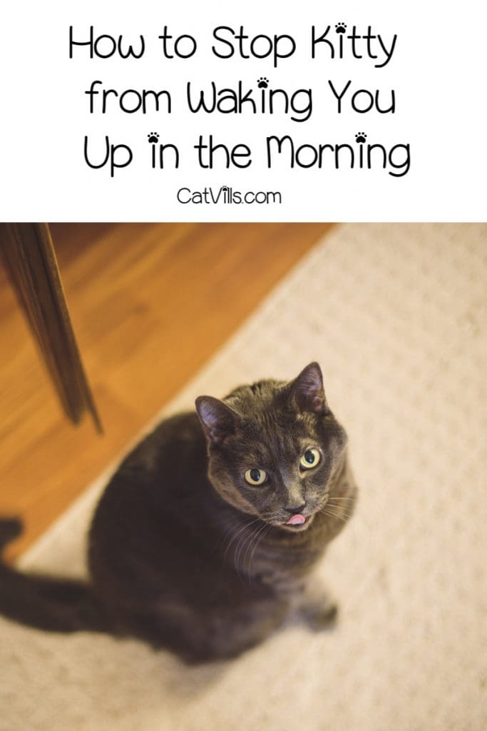 Why does my cat wake me up in the morning? How can I stop him from doing it? Find out!
