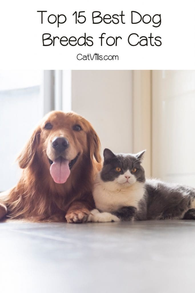 what dog breeds are not good with cats