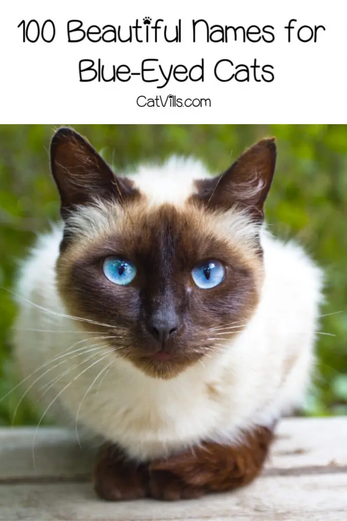 Looking for beautiful blue-eyed cat names? Check out 100 inspired by everything from shades of the color to celebs with blue eyes!