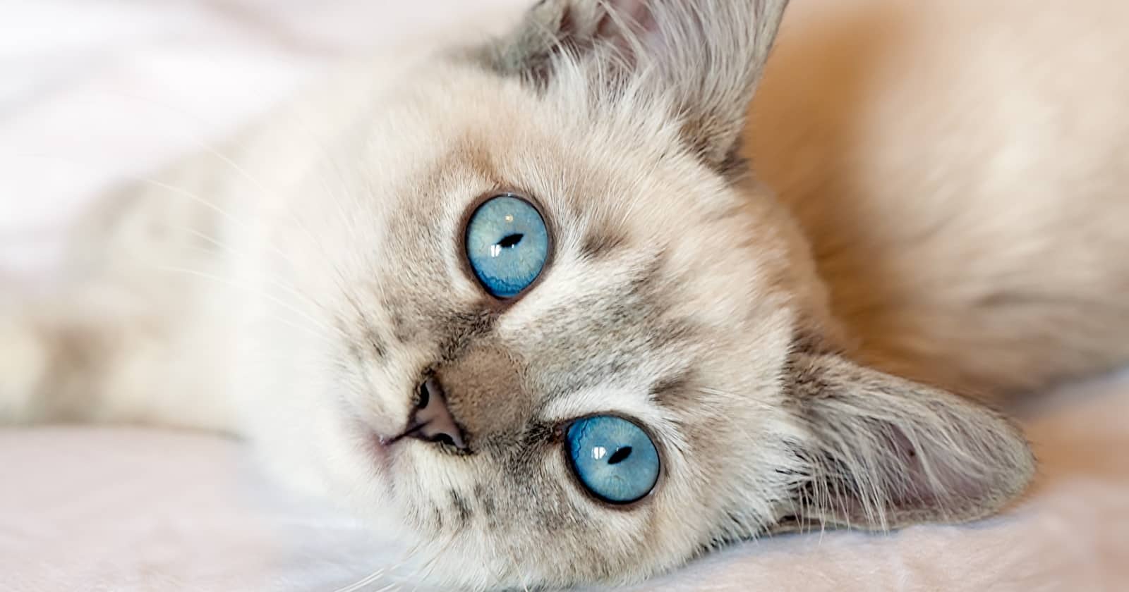 100 Beautiful Blue Eyed Cat Names CatVills