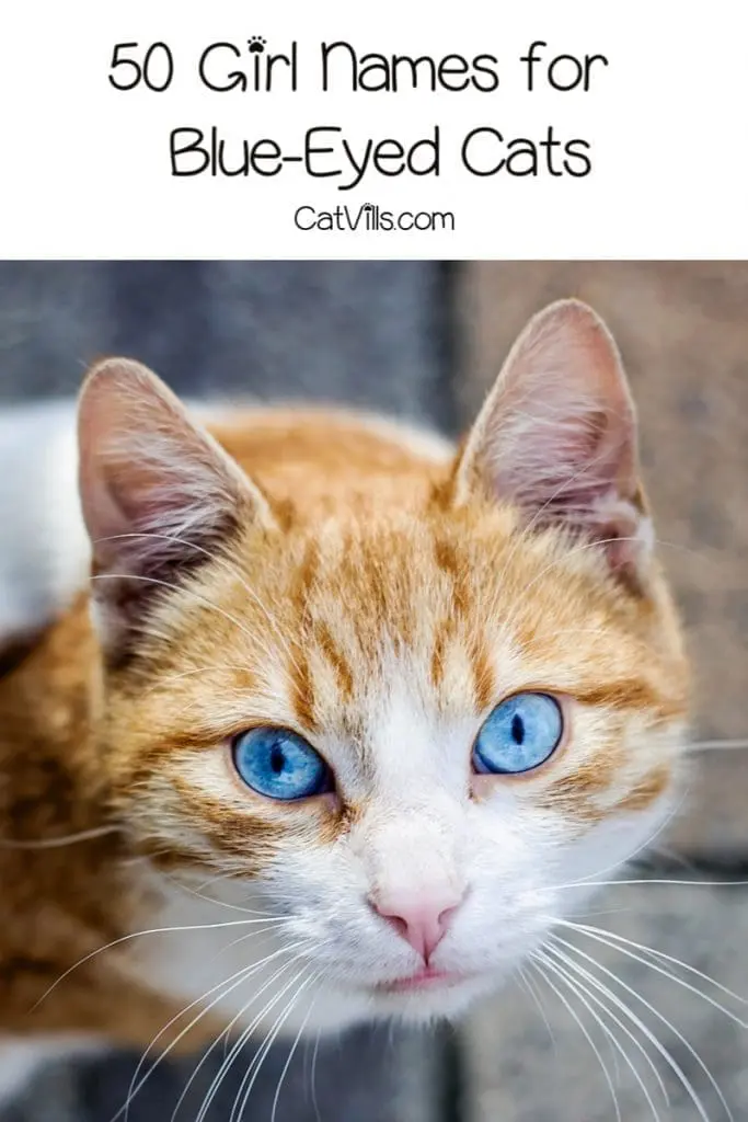 Looking for beautiful blue-eyed cat names? Check out 100 inspired by everything from shades of the color to celebs with blue eyes!