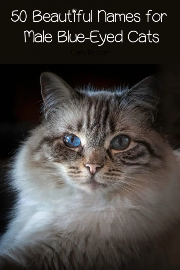 Looking for beautiful blue-eyed cat names? Check out 100 inspired by everything from shades of the color to celebs with blue eyes!