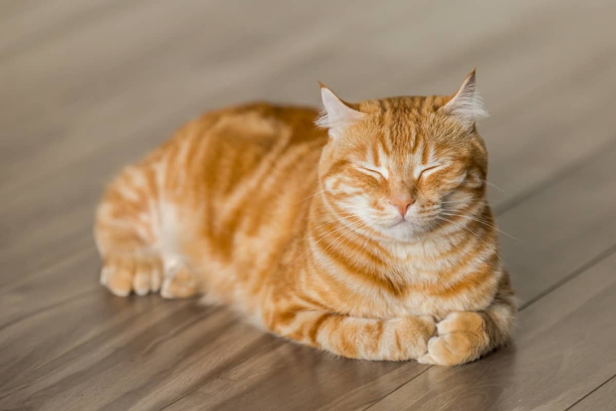 low sided litter box for older cats