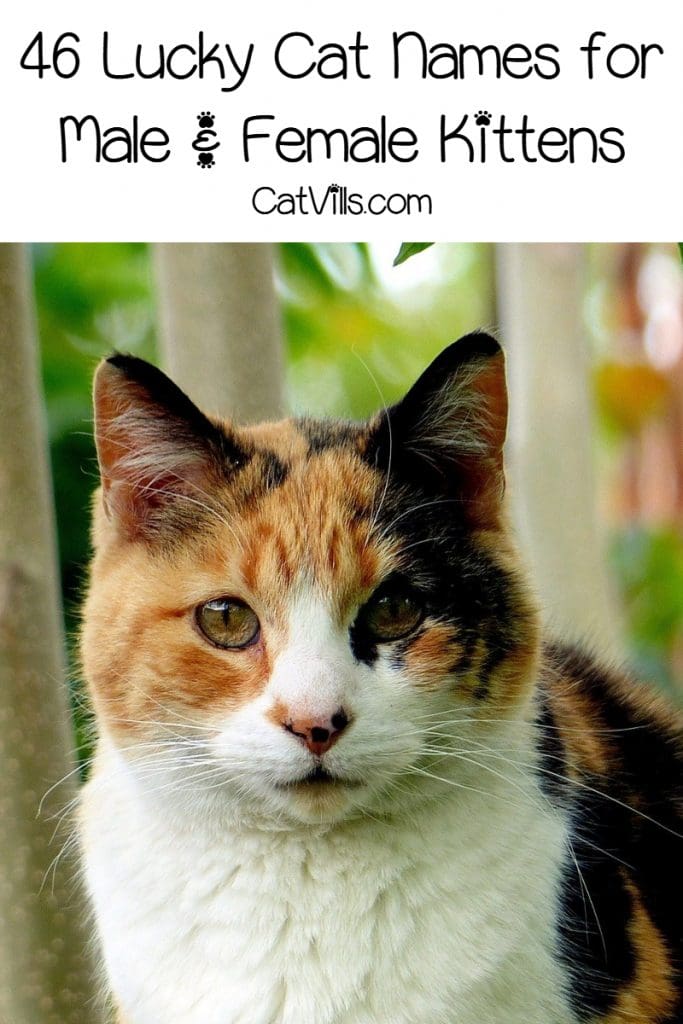 46-lucky-cat-names-for-your-beautiful-new-kitten