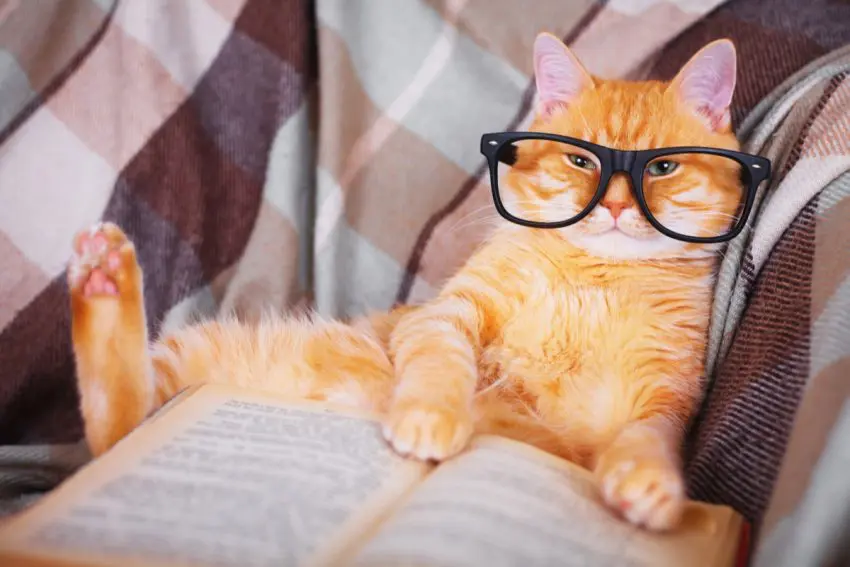 Alright, all you fangirls and fanboys, get ready for some of the best nerdy cat names around! Check out our top 50 favorites!
