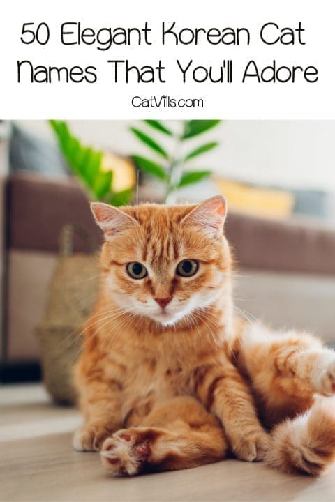 50 Elegant Korean Cat Names for Your New Kitten