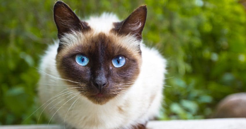 Looking for some elegant Korean cat names to honor your heritage? Take a peek at 50 beautiful ideas that we absolutely adore!