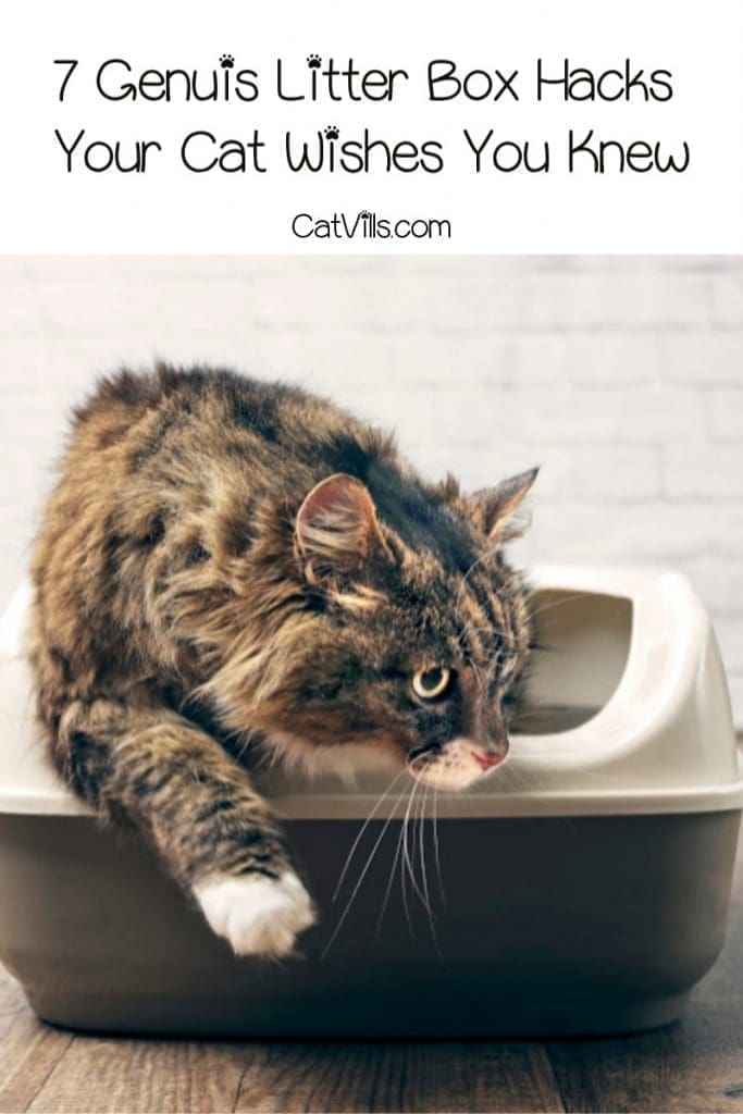 Your cat just called us and said he wished you knew about the 7 genius litter box hacks! They'll make your life so much easier. Take a look!