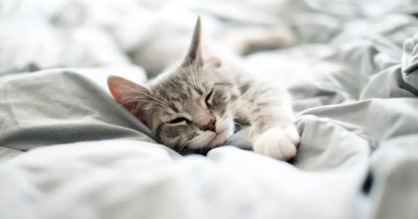 Does it baffle you as to why you cat sleeps on your feet instead of cuddling with you? Then read on for the answers to this strange cat behavior!