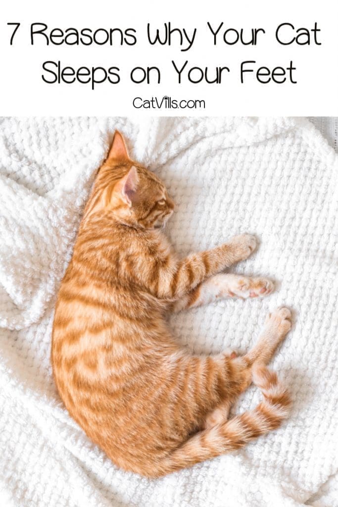 Why Does My Cat Sleep At My Feet? 7 Fascinating Reasons