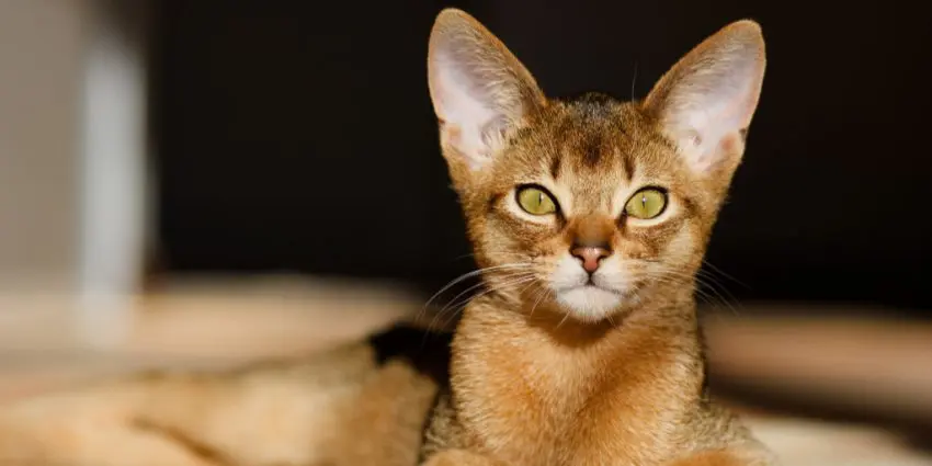 The Abyssinian is one of the cutest big-eared cat breeds