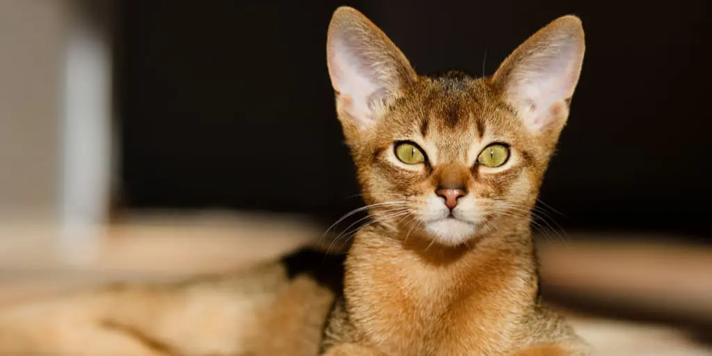 7 Big-Eared Cat Breeds to Steal Your Heart