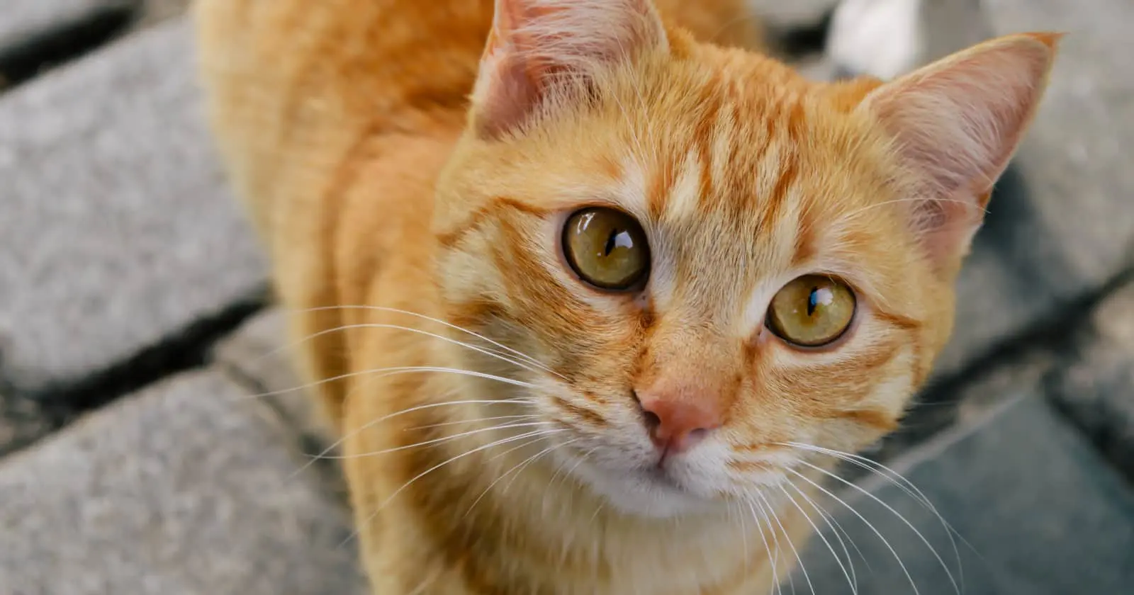 Se stai lottando per trovare la cosa giusta da chiamare il tuo micio, non puoi quasi mai sbagliare con nomi di gatti ispirati alla Disney! Guarda i nostri preferiti!