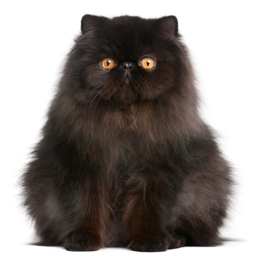  Persian cat breed with big eyes