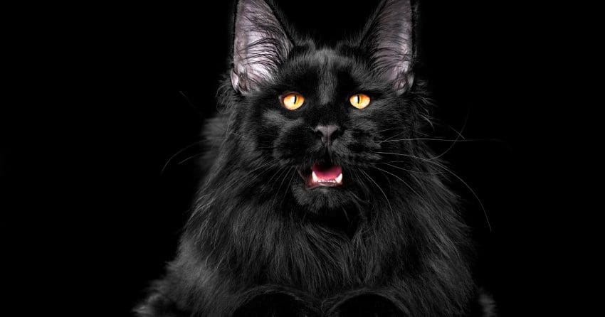 Gorgeous black maine coon cat. 