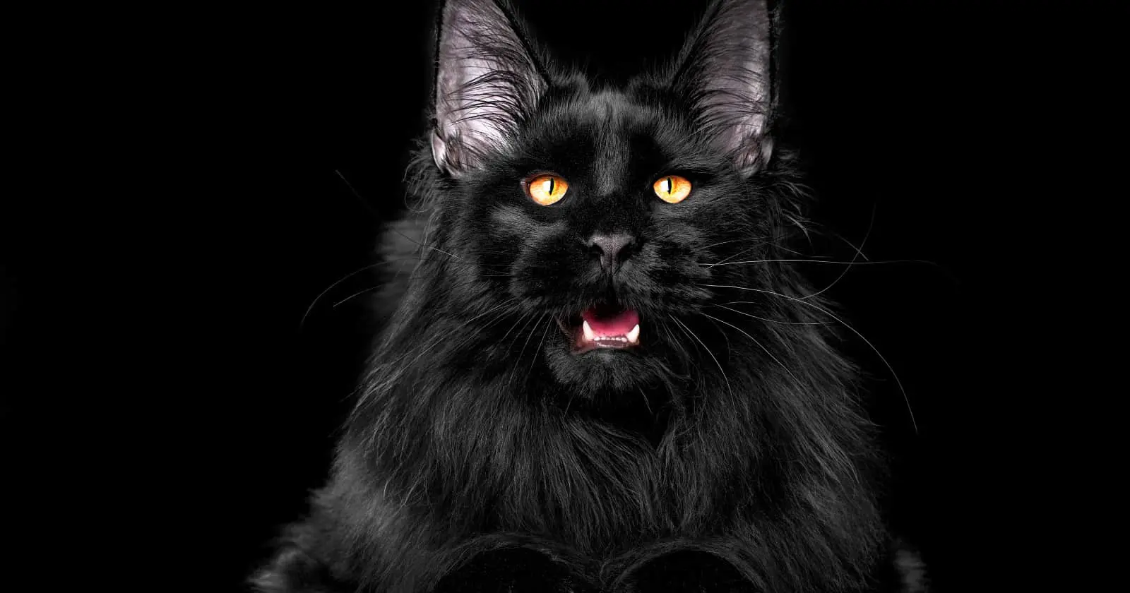 black-cat-breeds-you-ll-fall-in-love-with