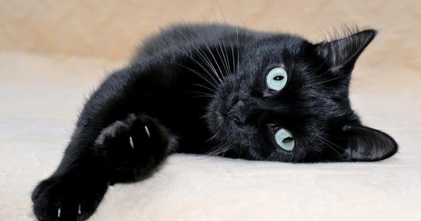 bombay cat lying on the sofa