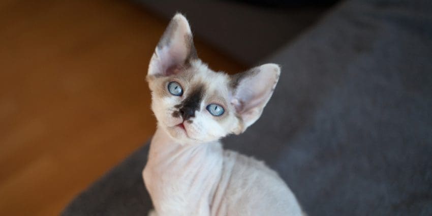 The Devon Rex is one of the cutest big-eared cat breeds with big eyes!