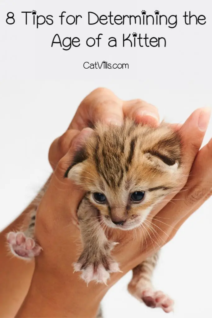 How can I tell how old a kitten is? If you found an abandoned kitty, these tips will help you determine the age. Check them out!