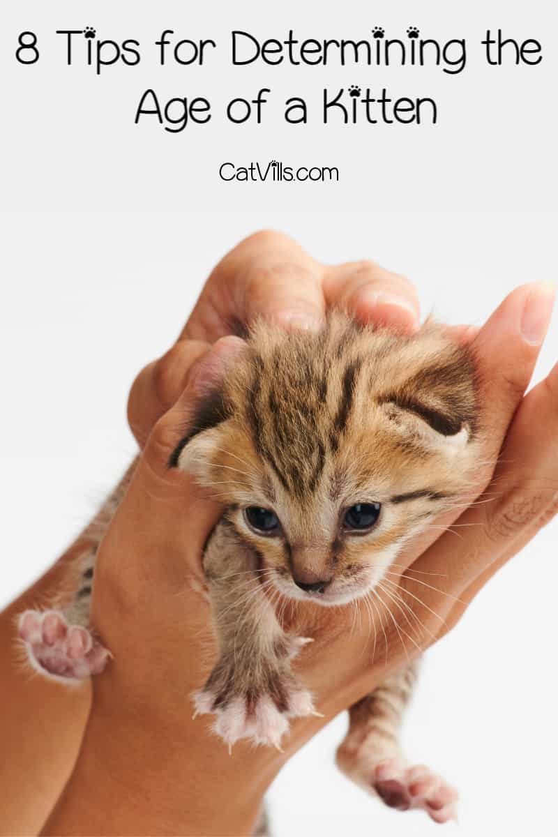 How To Tell How Old A Kitten Is? 8 Factors To Consider