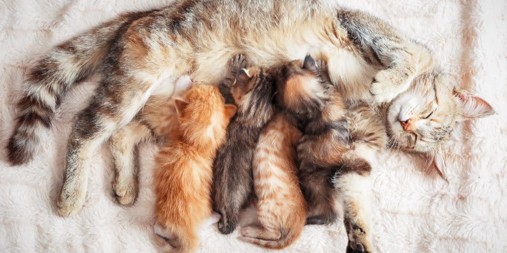 Worried that your mother cat is rejecting her kittens? Think she's ignoring them too much? Read on for 7 reasons why this can happen.