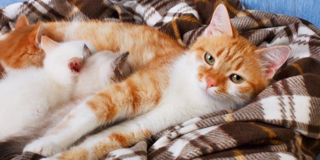 Worried that your mother cat is rejecting her kittens? Think she's ignoring them too much? Read on for 7 reasons why this can happen.