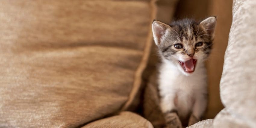 If you've got a vocal kitty that loves to babble, you'll want to check out our favorite names for chirpy cats! Take a look!