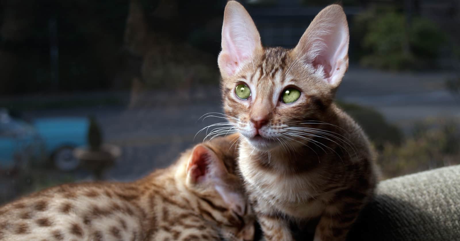 cream striped cat