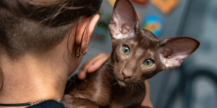 Oriental cat breed