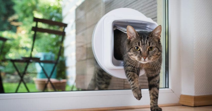 If you've seen those cool outdoor cat containment or enclosure ideas on Pinterest and thought,"hey, I want that!" you'll love these 7 ideas to buy or DIY!