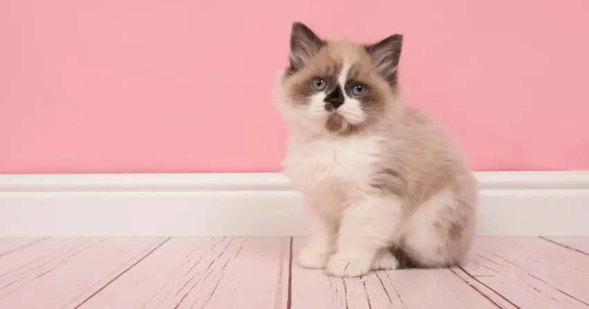 Ragdoll cat breed produces one of the largest kittens