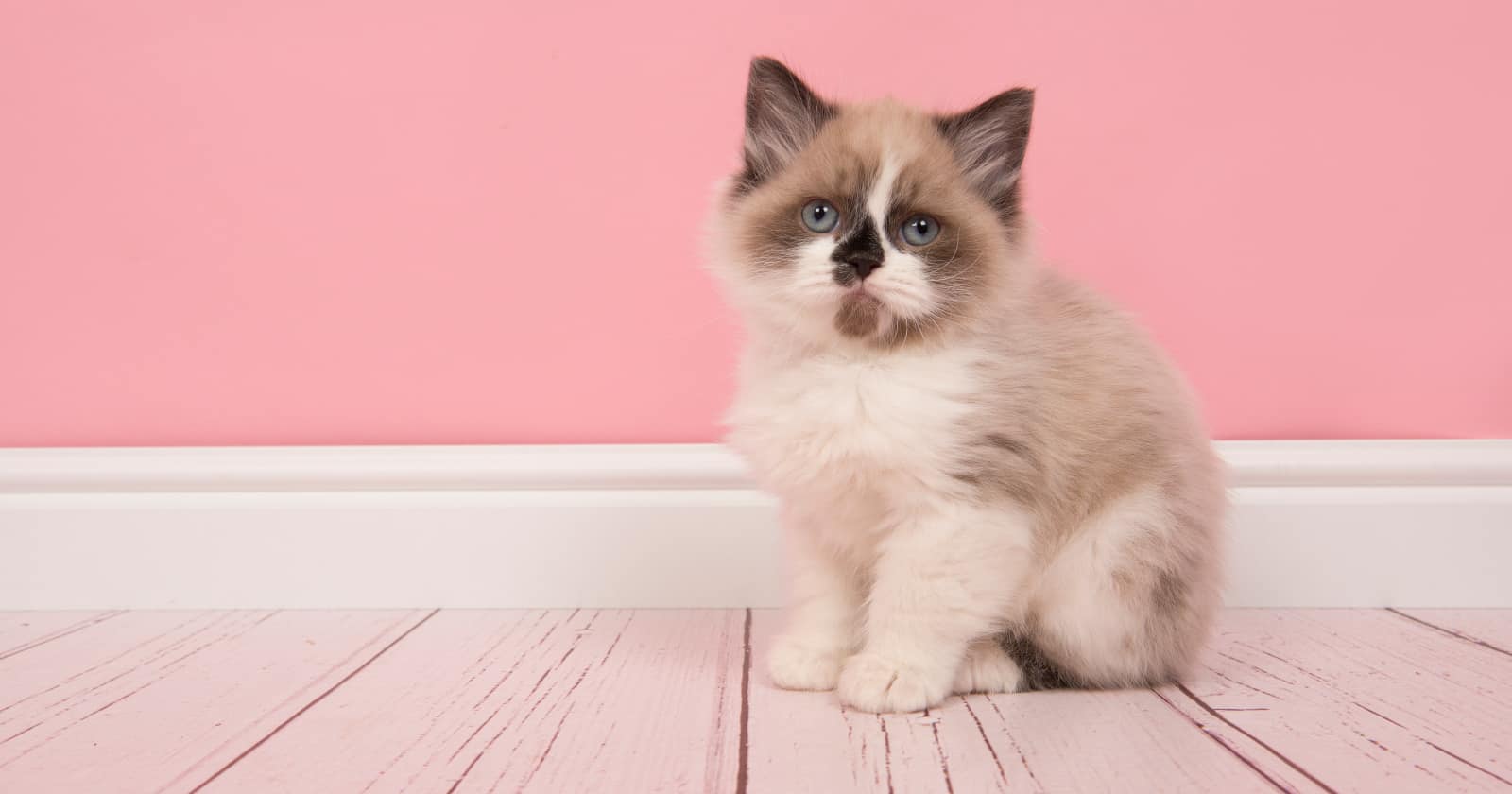 50-clever-ragdoll-cat-names-we-just-love