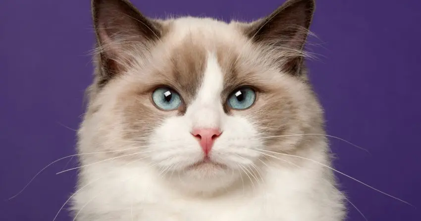 No matter the situation, here you have a list of the most beautiful Ragdoll cat names for you adorable fur ball. The Ragdoll breed is really precious!