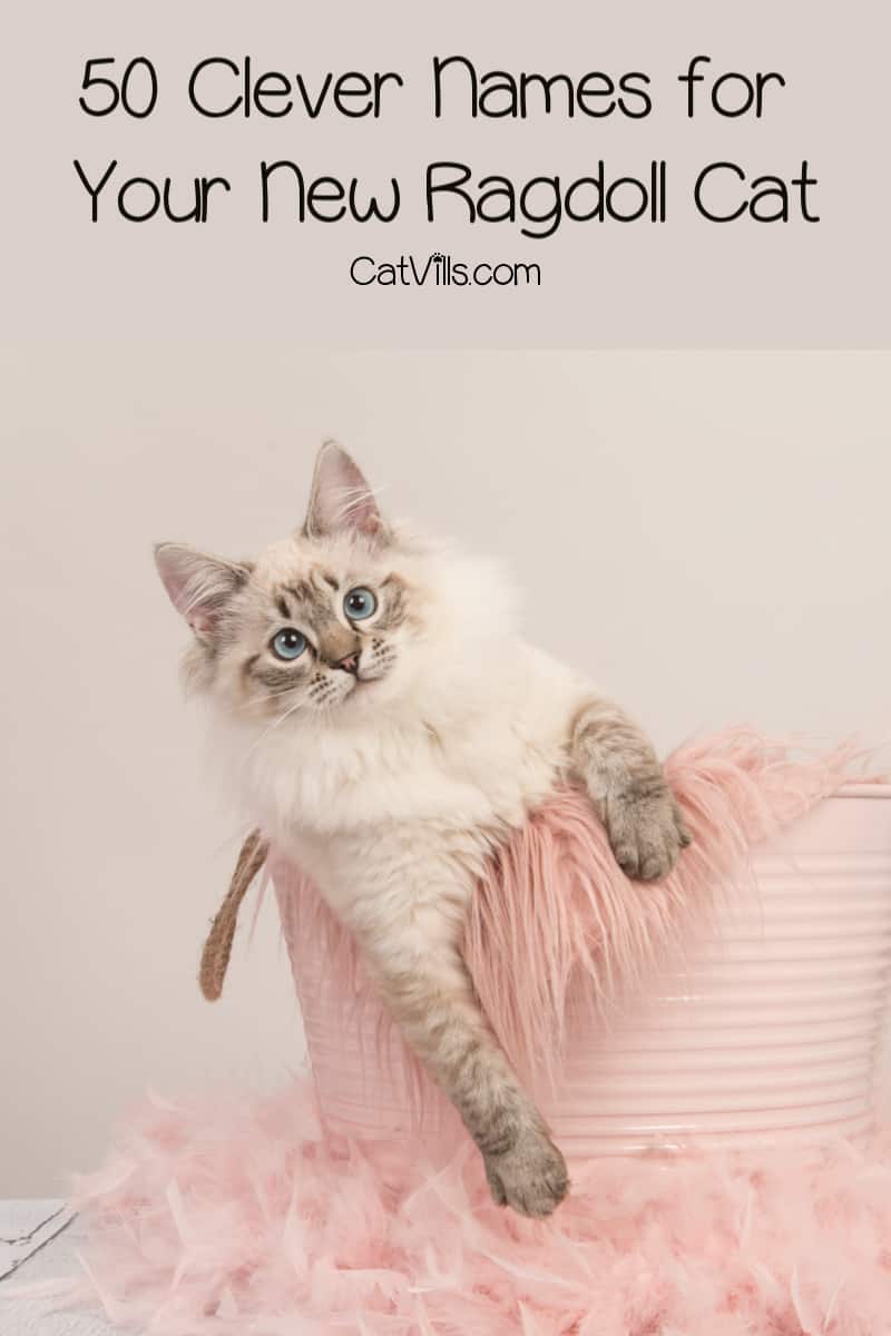 No matter the situation, here you have a list of the most beautiful Ragdoll cat names for you adorable fur ball. The Ragdoll breed is really precious!
