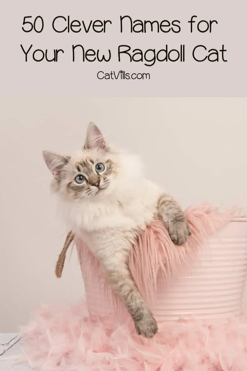 50-clever-ragdoll-cat-names-we-just-love