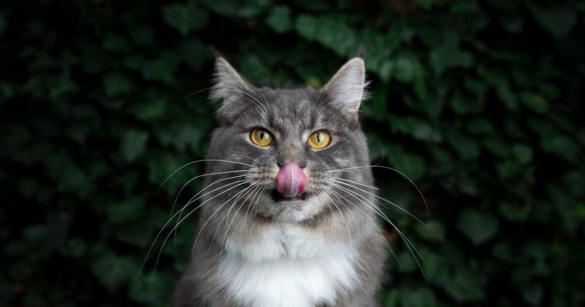 Wondering why your cat licks your hair like he's grooming you? Cats do weird things, but rarely without a reason. Here are 8 for this strange behavior!