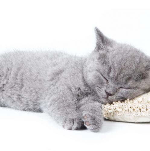 Ever wonder why your cat sleeps on your pillow? For such a seemingly mundane question, there actually are some intriguing answers! Check them out!