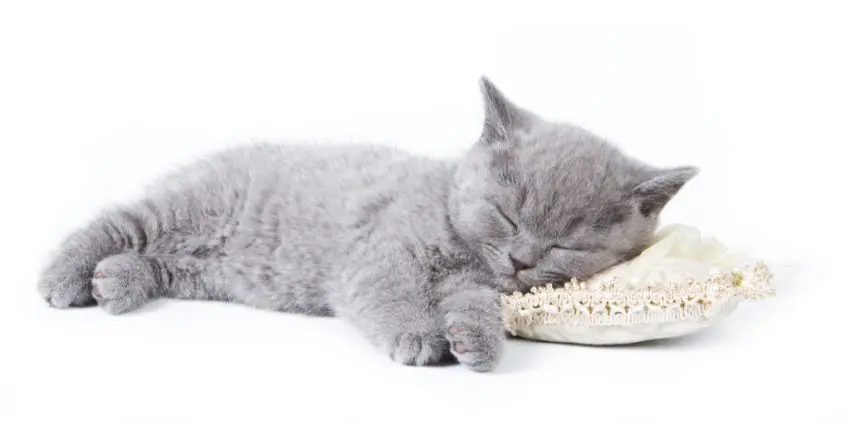 Ever wonder why your cat sleeps on your pillow? For such a seemingly mundane question, there actually are some intriguing answers! Check them out!