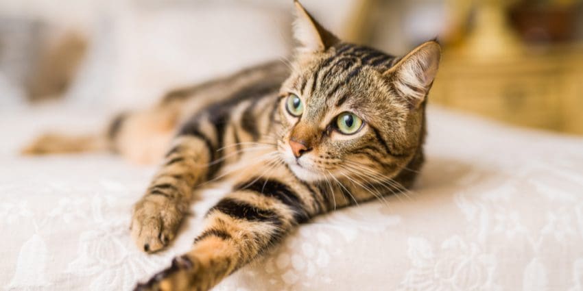 Tiger Cat laying on a bed