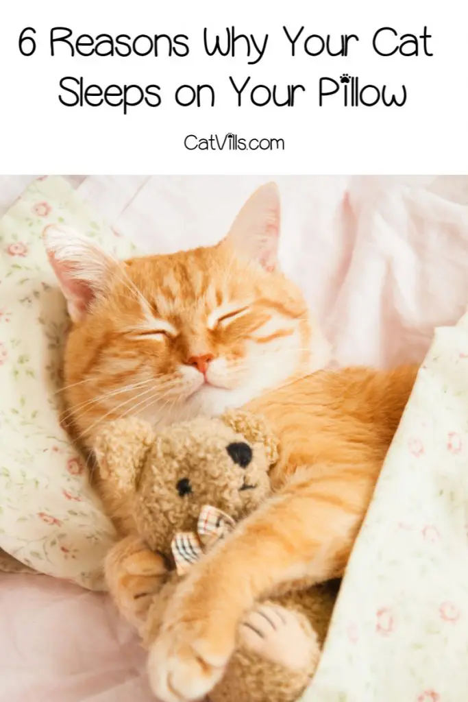 Ever wonder why your cat sleeps on your pillow? For such a seemingly mundane question, there actually are some intriguing answers! Check them out!