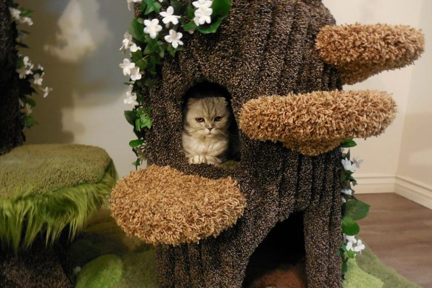 Kitty Hollow Cat Tree That Gives You the Most Bang