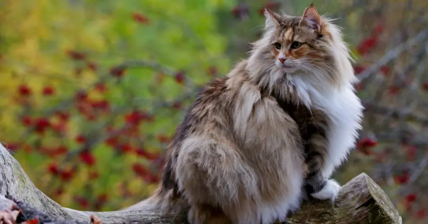 Norwegian forest cat outside