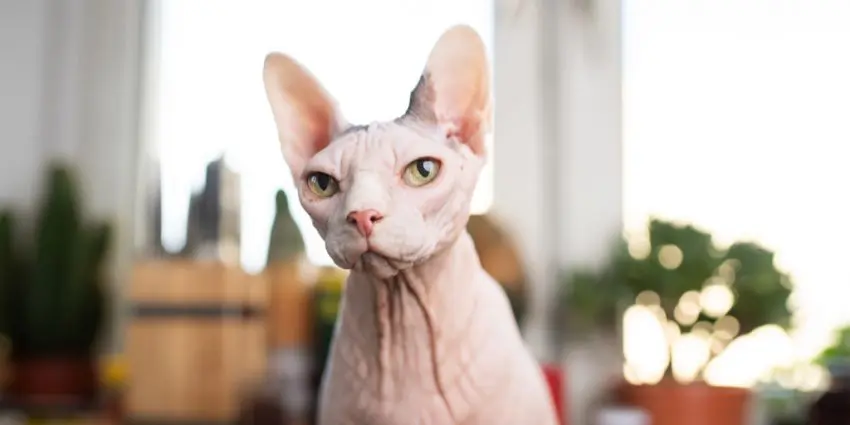 Sphynx cat breed