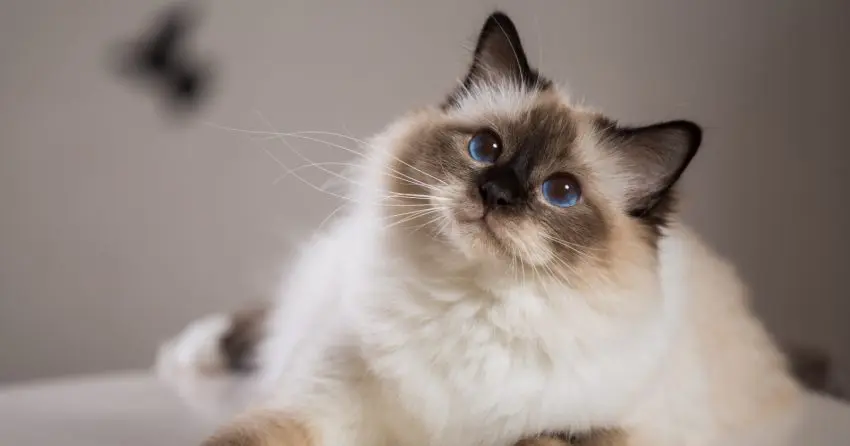 birman cat breed cutest cats