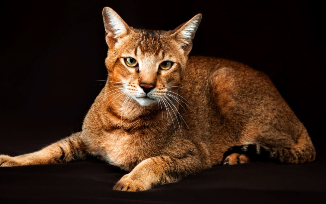 7 Awesome Cat Breeds That Look Like a Lion, Tigers & More