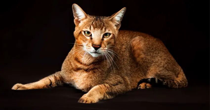 chausie cat breed