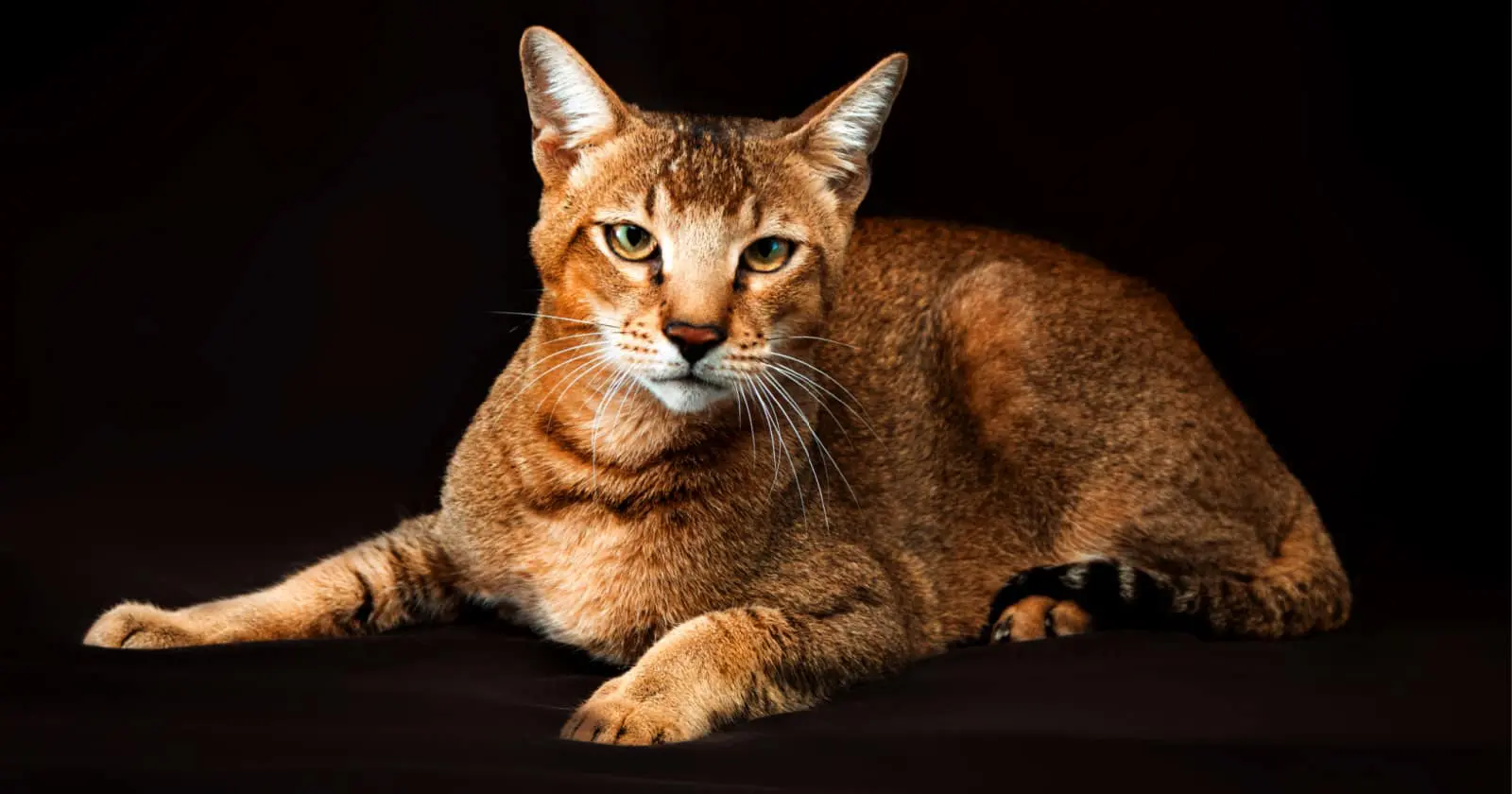 chausie cat breed